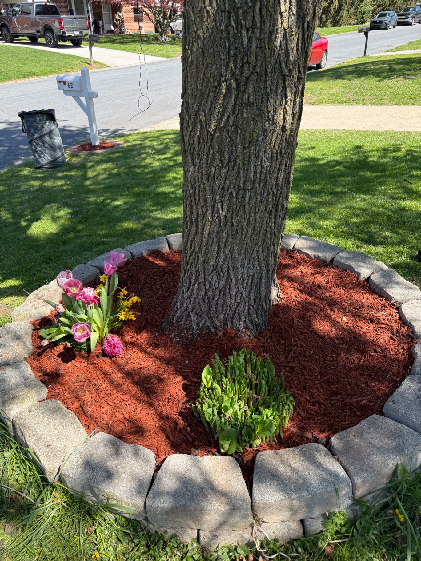 Fresh red mulch around tree ring with tulips